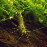 Amano shrimp