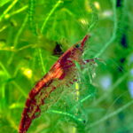Cherry shrimp