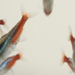 Neon tetra