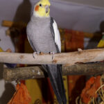 Cockatiel (Nymphicus hollandicus)