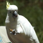 Sulphur-crested cockatoo