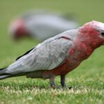 Galah / rose-breasted cockatoo