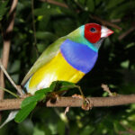Gouldian finch